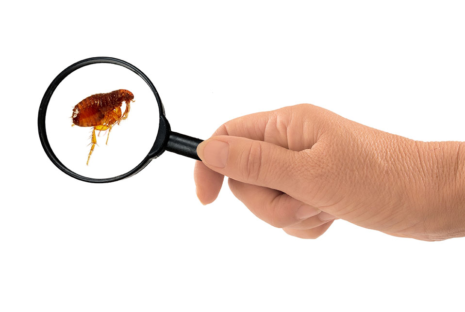 pest control fleas